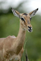 St Lucia Hluhluwe Mfololzi South Africa