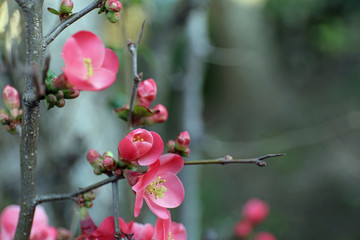 ボケの花