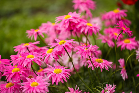 family pink flowers bloom