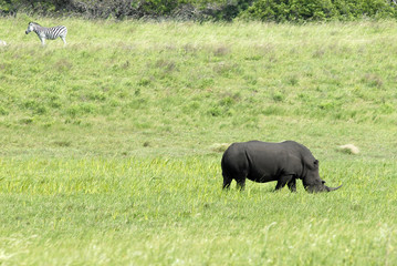 St Lucia Hluhluwe Mfololzi South Africa