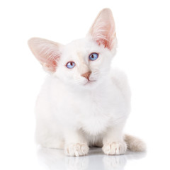 Blue-point siamese cat portrait