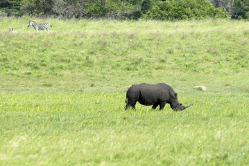 St Lucia Hluhluwe Mfololzi South Africa