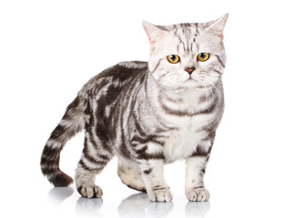 Obraz premium Cute silver-white kitten siting isolated