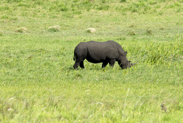 St Lucia Hluhluwe Mfololzi South Africa