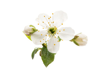 Naklejka na ściany i meble cherry blossom flowers isolated