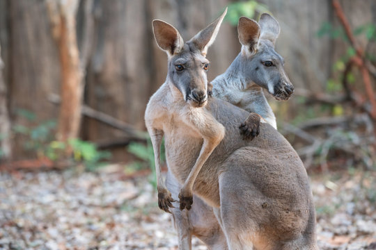 Two kangaroos while looking