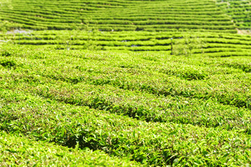 Green rows of bushes on tea plantation