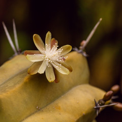 cactus blooms 