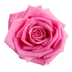  pink rose head isolated  on white  background 