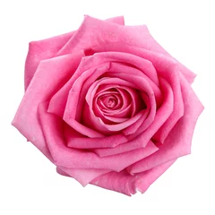 Fototapeten  pink rose head isolated  on white  background  © serkucher