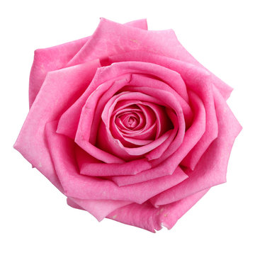 Rose In Trendu Powder Pink Color, Isolated On White Stock Photo, Picture  and Royalty Free Image. Image 27039828.