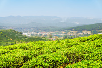 Fototapeta na wymiar Amazing young bright green tea bushes at tea plantation