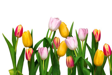 Tulips isolated on white