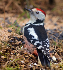 Middle Spotted Woodpecker sitting on the ground near a feeder in the forest 