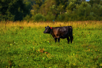 Cow grazing on a green meadow in the summer on a sunny day.