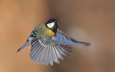Great Tit in flight near a feeder with stretched wings 