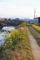 Obraz premium 菜の花