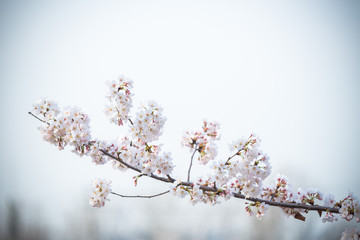 Spring Cherry blossom flowers of nature in Korea.