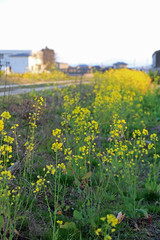 菜の花