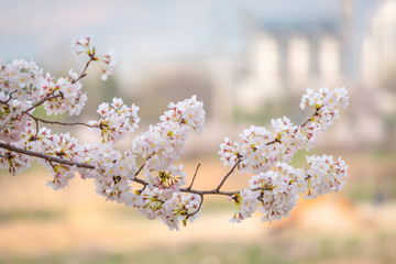 Spring Cherry blossom flowers of nature in Korea.