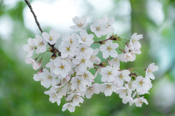 Spring Cherry blossom flowers of nature in Korea.