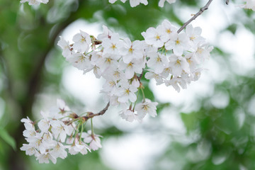Spring Cherry blossom flowers of nature in Korea.
