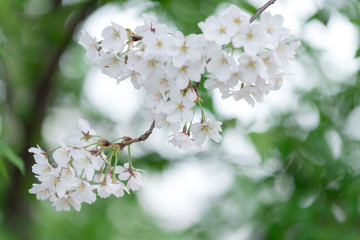Obraz premium Spring Cherry blossom flowers of nature in Korea.