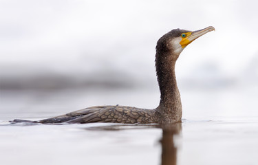 Great cormorant swimming in winter river