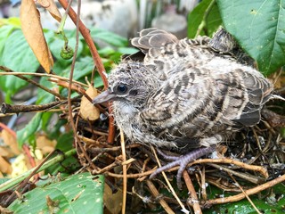 zebra dove on bird nest