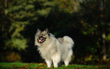 Obraz premium Keeshond dog on grass with trees