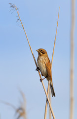 Common Reed Bunting perched on tiny cane stems 