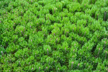 Green pine tree leaves texture