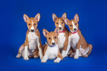 Puppies of the Basenji breed sit on a blue background