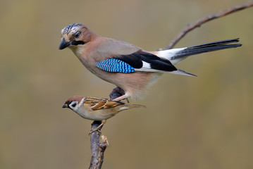 Eurasian Jay and Tree Sparrow size camparison on a willow twig 