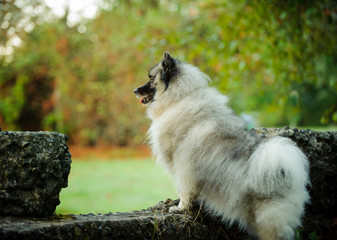 Keeshond dog standing up on cement wall