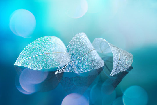White transparent leafs on mirror surface with reflection on blue background with round glare bokeh macro. Abstract artistic image template border natural dreamy image.