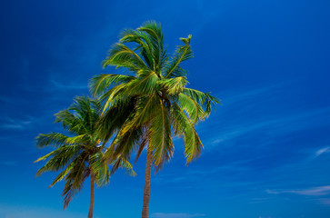 Fototapeta premium palm on sky