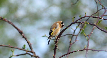 Goldfinch on the branch of rose in garden