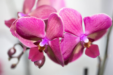 beautiful pink Orchid flower on a light background.