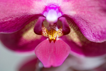 beautiful pink Orchid flower on a light background.