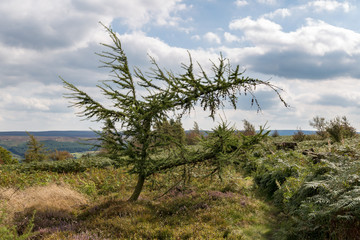 View from Captain Cook's Monument, near Great Ayton, across the North York Moors, North Yorkshire, UK