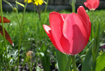 Beautiful spring red tulip