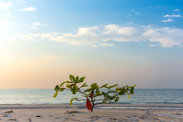 Single newling tree growing on white sand beach, blue sky and sea background.