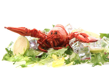 fresh red lobster