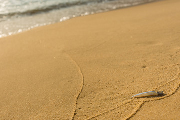Fototapeta na wymiar Small single transparent fish washed ashore on a golden sand beach.