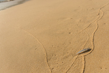 Small single transparent fish washed ashore on a golden sand beach.
