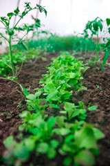 Agricultural field Green salad leaves on garden beds. Close up