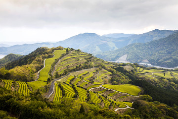 Obraz premium 新緑の茶畑