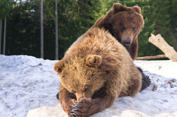 Obraz premium Two brown bears playing outdoors on snow in wild nature forest