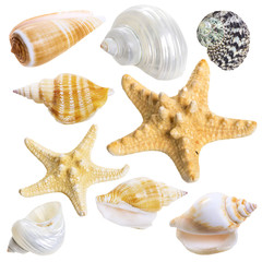 Seashell collection isolated